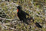 Magnificent Frigatebirdborder=